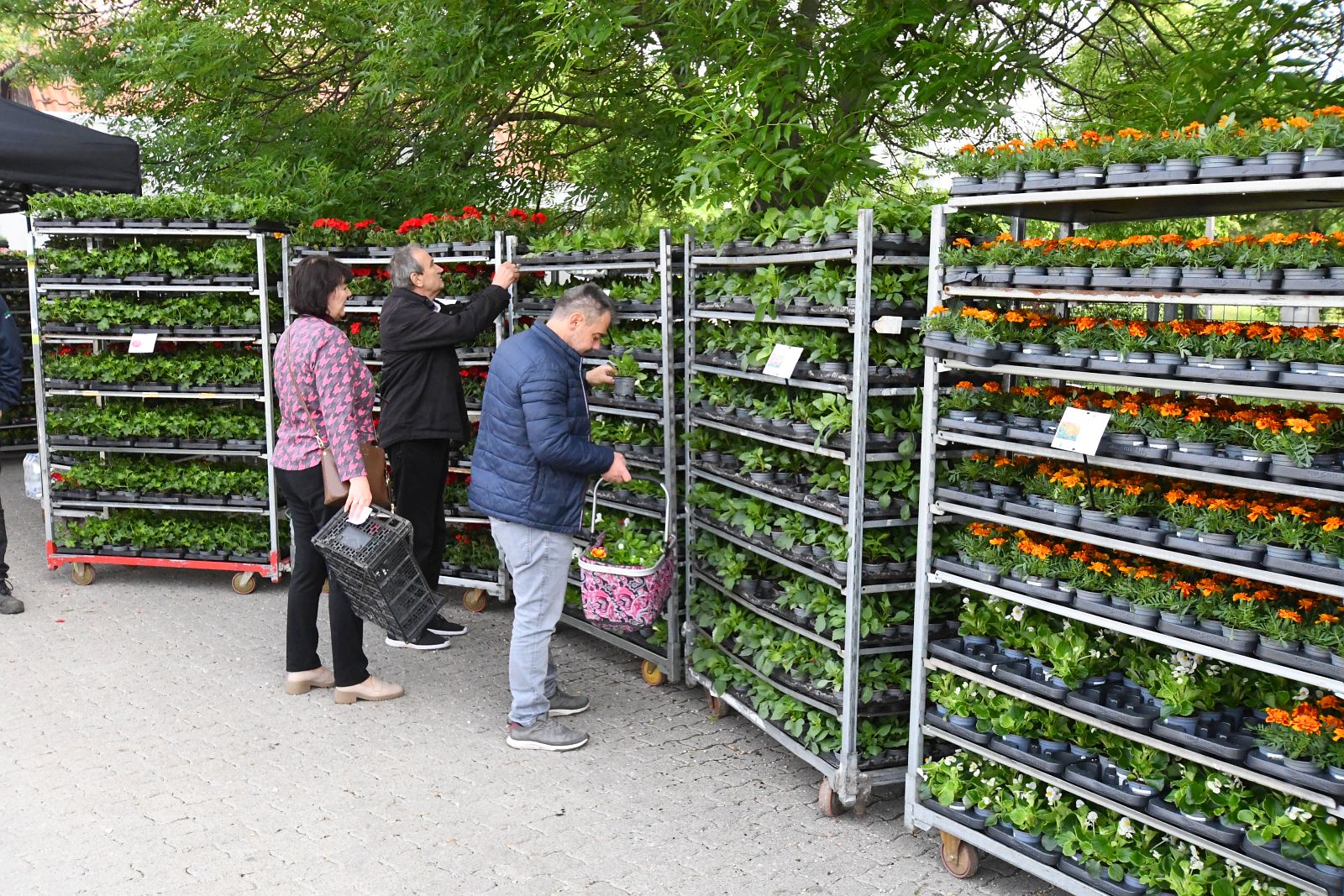 Virágos Székesfehérvár - elkezdődött a virágcsomagok kiosztása